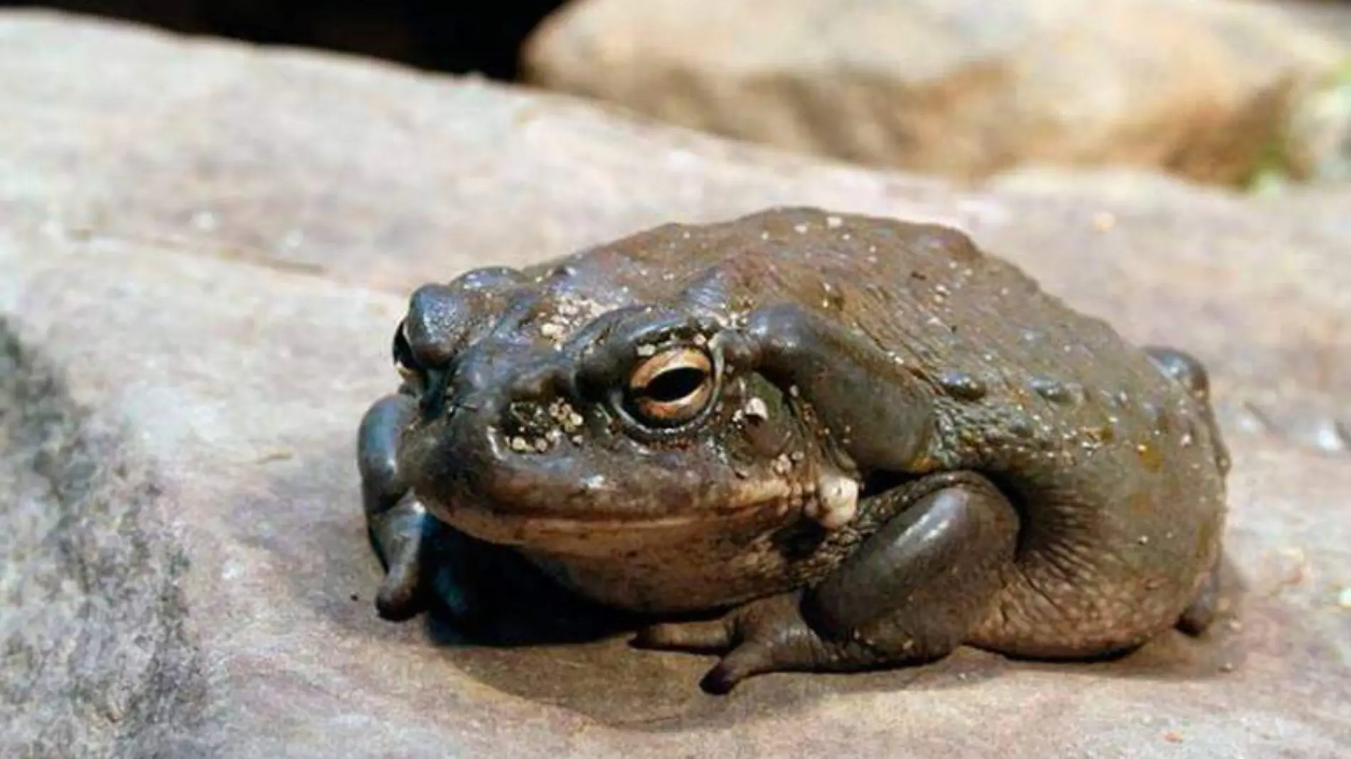 Sapo Bufo Alvarius, del desierto de Sonora